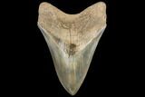 Serrated, Fossil Megalodon Tooth #134283-1